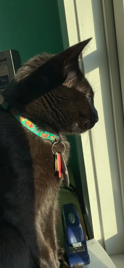 A black cat in a colorful collar gazes out a sunlit window beside a computer monitor.