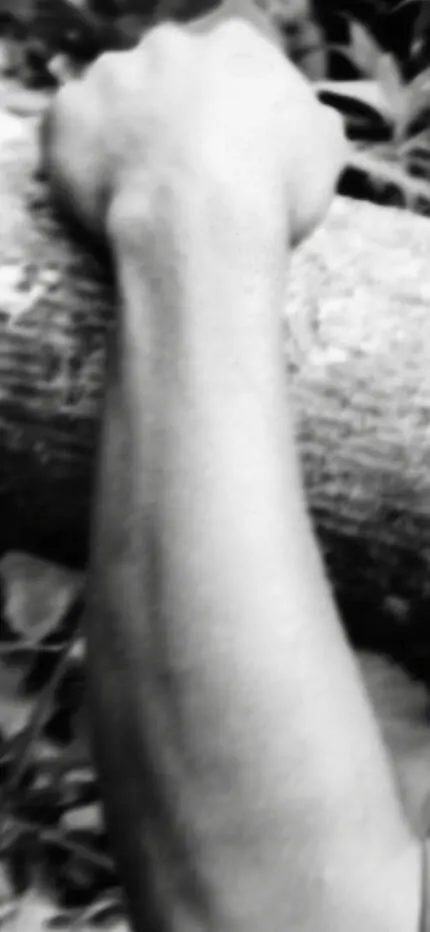 Blurred black-and-white close-up of a fist gripping a log in the jungle.