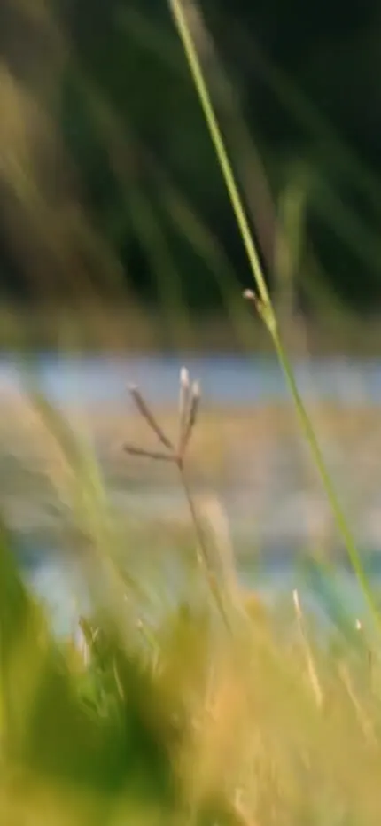 Close-up of grass stems and seed heads, softly blurred water in the background.