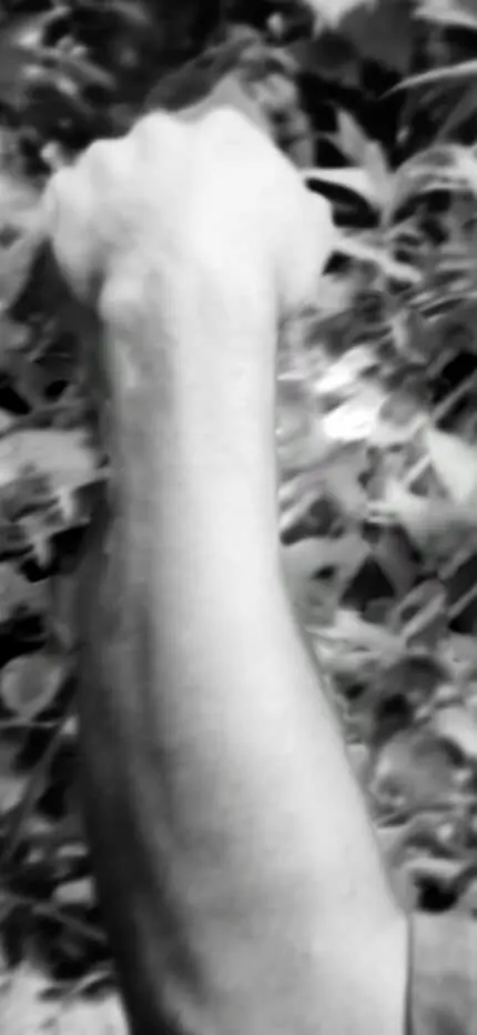 The same black-and-white arm now raised in a fist, the log gone, foliage behind